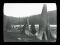 Tree stumps - Merrill Lake