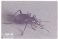 Scaphinotus marginatus (Ground beetle)