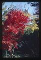 Red leaves on tree by Allworth home, Corvallis, Oregon, 1979