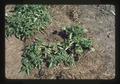 Potato plants with mulch and drip irrigation, Oregon, 1975