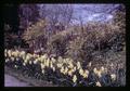 Daffodils along curb at Seibert's, Corvallis, Oregon, circa 1970