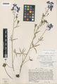 Delphinium nuttallianum Pritz. ex Walp. var. fulvum C.L. Hitchc.