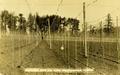 Stringing time for hops, Independence, Oregon