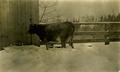 Cow in the snow, Sherwood, Oregon