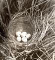 Nest and eggs of Brewer's Blackbird