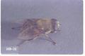Eristalis anthophorinus (Flower fly)