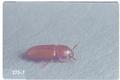 Palorus subdepressus (Depressed flour beetle)