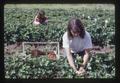 People picking strawberries, circa 1973