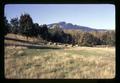 Sheep in Dawson pasture, Corvallis, Oregon, circa 1971