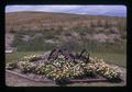 Old plow in flower bed by trailer house, Rufus, Oregon, 1974