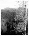 Distant view of fire tower on top of clear cut hill