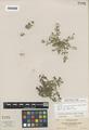 Ilysanthis gratioloides Benth. var. depressa Suksd.
