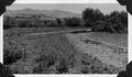 Mann Creek temporary diversion dam