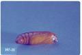 Agrotis ipsilon (Black cutworm)