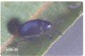 Chrysochus cobaltinus (Blue milkweed beetle)