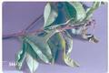 Spilonota ocellana (Eye-spotted bud moth)