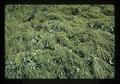 Beet seed field, Oregon, 1973