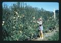 Sandra Gay and dwarf apple hedge, Oregon, October 1972