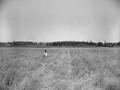 Norman Reiling looking at his alta fescue field