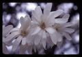 Closeup of star magnolia at Lewis Brown Farm, Corvallis, Oregon, circa 1970