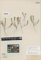 Lepidium oreganum Howell ex Greene