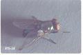 Phormia regina (Black blow fly)