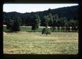 Sheep in pasture on Gray Farm west of Philomath, Oregon, circa 1973