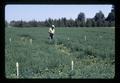 John Yungen in alfalfa seed tests, Southern Oregon Experiment Station, Medford, Oregon, September 1967