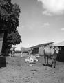 Jersey heifers, Newt Davis farm, Woodburn, Oregon, May 1951