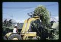 Loading pea vines in viner, Umatilla County, Oregon, 1974