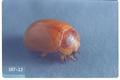 Chrysolina quadrigemina (Klamathweed beetle)
