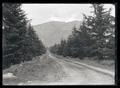 Avenue of cedars