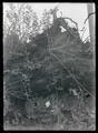 Seattle wren nest