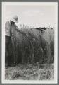 Grain field inspection