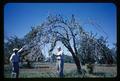 Dr. John A. Milbrath examining cherry tree virus, 1962