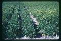 Closeup dry bean asphalt mulch test plots, Jackson Farm, Corvallis, Oregon, 1966