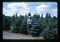 Christmas trees at Schudel Farm, Benton County, Oregon, circa 1973