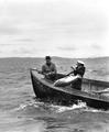 Fisherman leaning back in boat to land fish