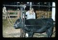 Person trimming Black Angus cattle, Pacific International Livestock Exposition, Portland, Oregon, 1974