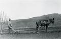Horse pulling plow in an orchard, southern Oregon?