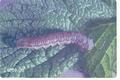 Euxoa ochrogaster (Redbacked cutworm)