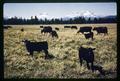 Three Sisters mountains and black angus cattle with calves at Lazy Z Ranch, Oregon, 1965