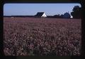 Red Clover seed field, Oregon, 1979