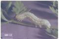 Syngrapha falcifera (Celery looper)