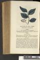 A New Family Herbal or Familiar Account of the Medical Properties of British and Foreign plants also their uses in Dying and the Various Arts arranged according to the Linnaean System [p472]