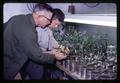 Resistant and susceptible mildewed pear seedlings, Mid-Columbia Branch Experiment Station, Oregon State University, Hood River, Oregon, circa 1965