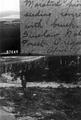 Fixation of Sand Dunes. Experiment near Umpqua River, Maritime pine seeding covered with brush. Siuslaw NF Oregon, April 1911