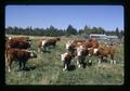 Hereford cattle, Oregon, circa 1972