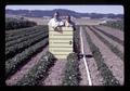 Larry Boersma and another with unheated soybean plot at Hyslop Farm, Corvallis, Oregon, circa 1971