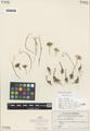 Allium cascadense M. Peck